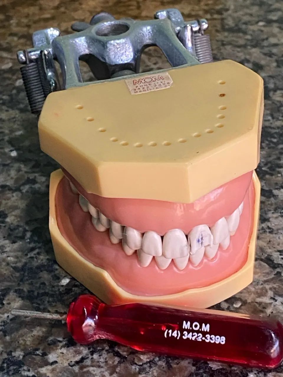 Manequim odontológico MOM - Dentística 