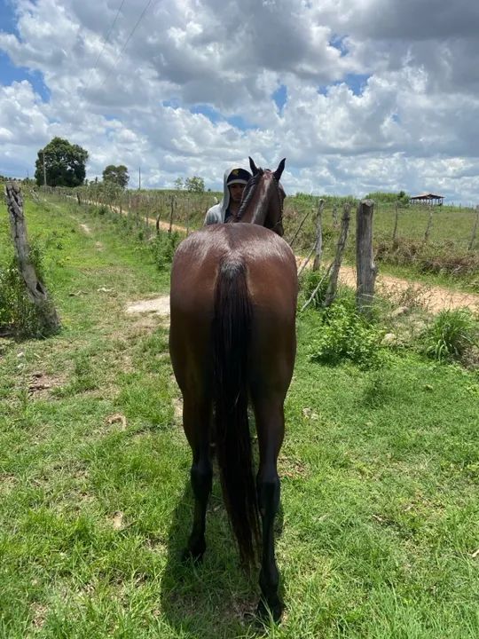 Vendo ou troco potra qm  - Foto 2