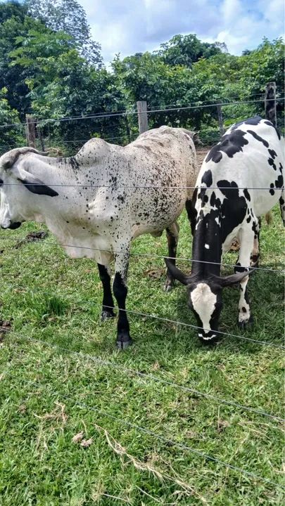 2 vacas, 3 novilhas e 3 bezerros!! - Foto 3