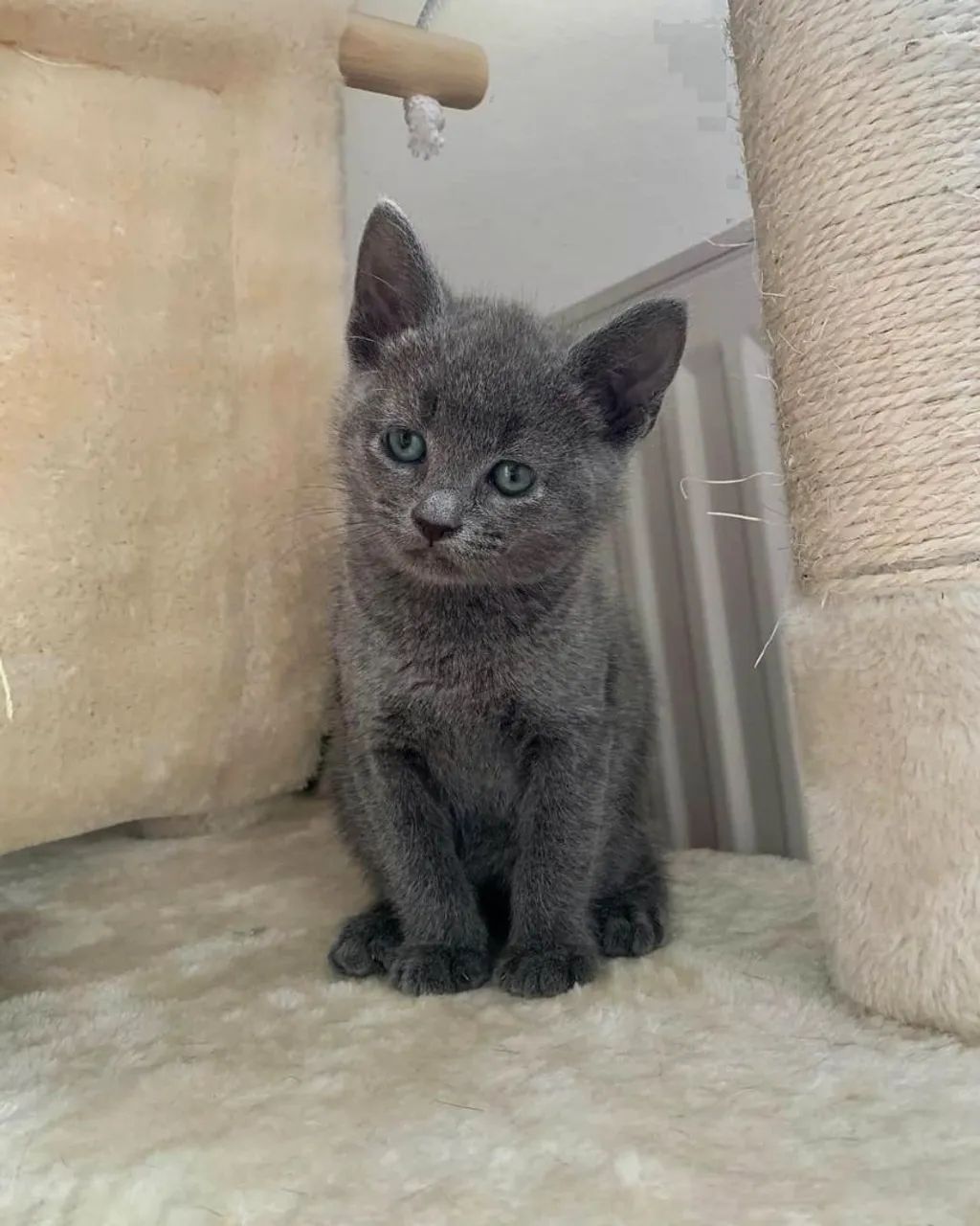 Filhotes Russian Blue disponíveis 2 meses - Foto 5