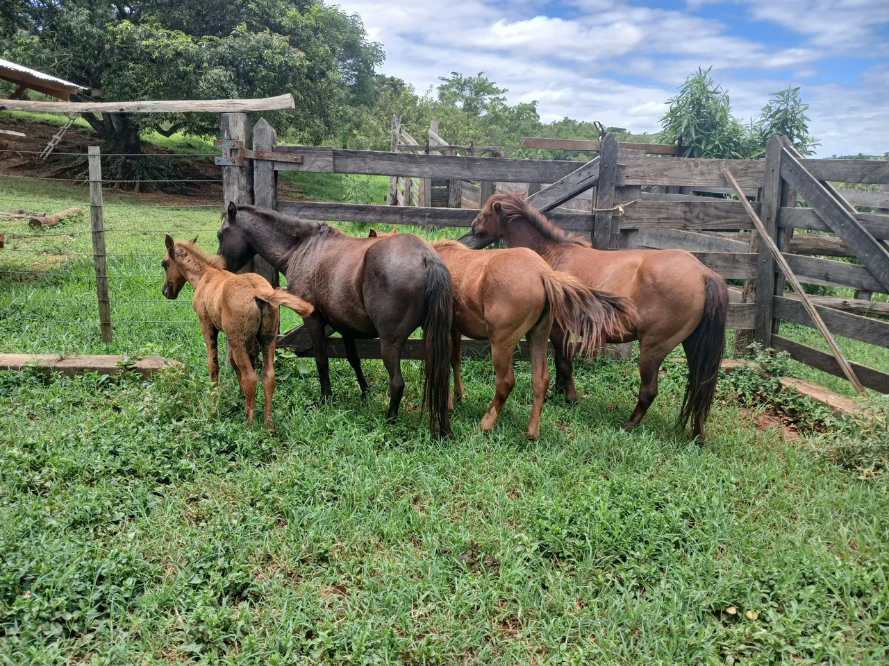 Cavalos no Paraná