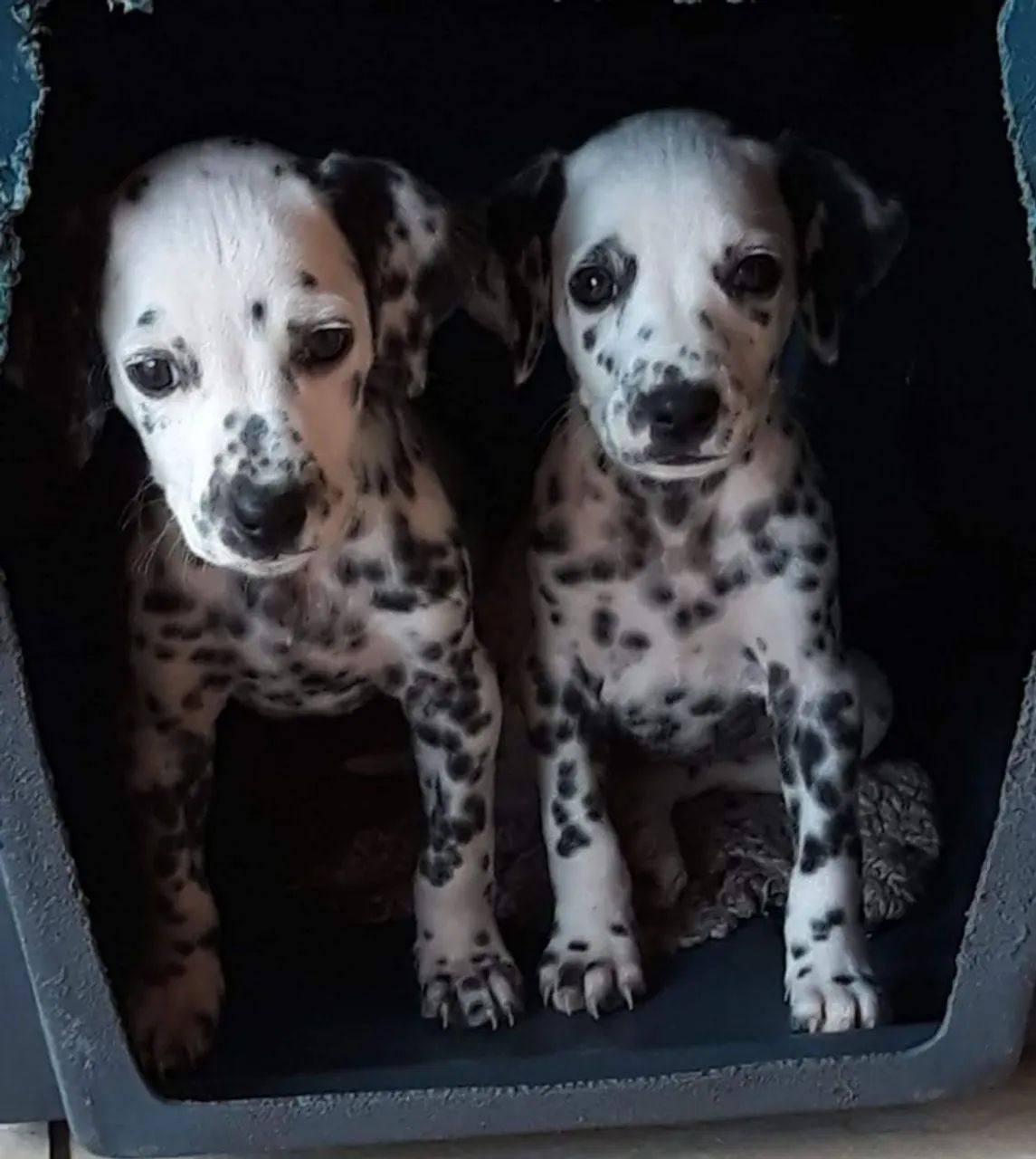 Dálmata lindos disponíveis