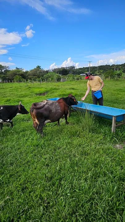 Mini vaca  / As menores de Goiás  - Foto 4