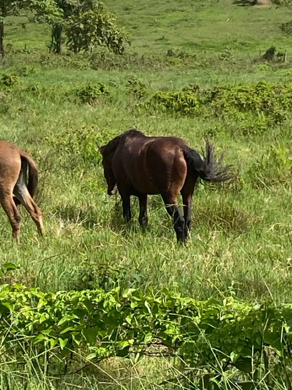 Cavalo mangalarga