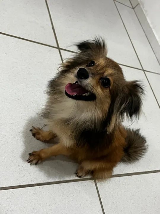 Spitz alemão obediente e carinhoso