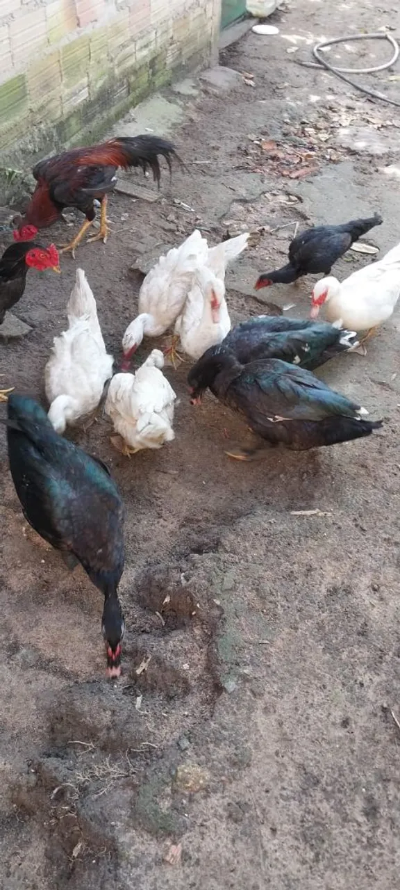 Vendo 10 patos