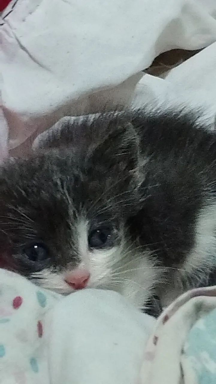 Gatinho filhote para adoção - Foto 3