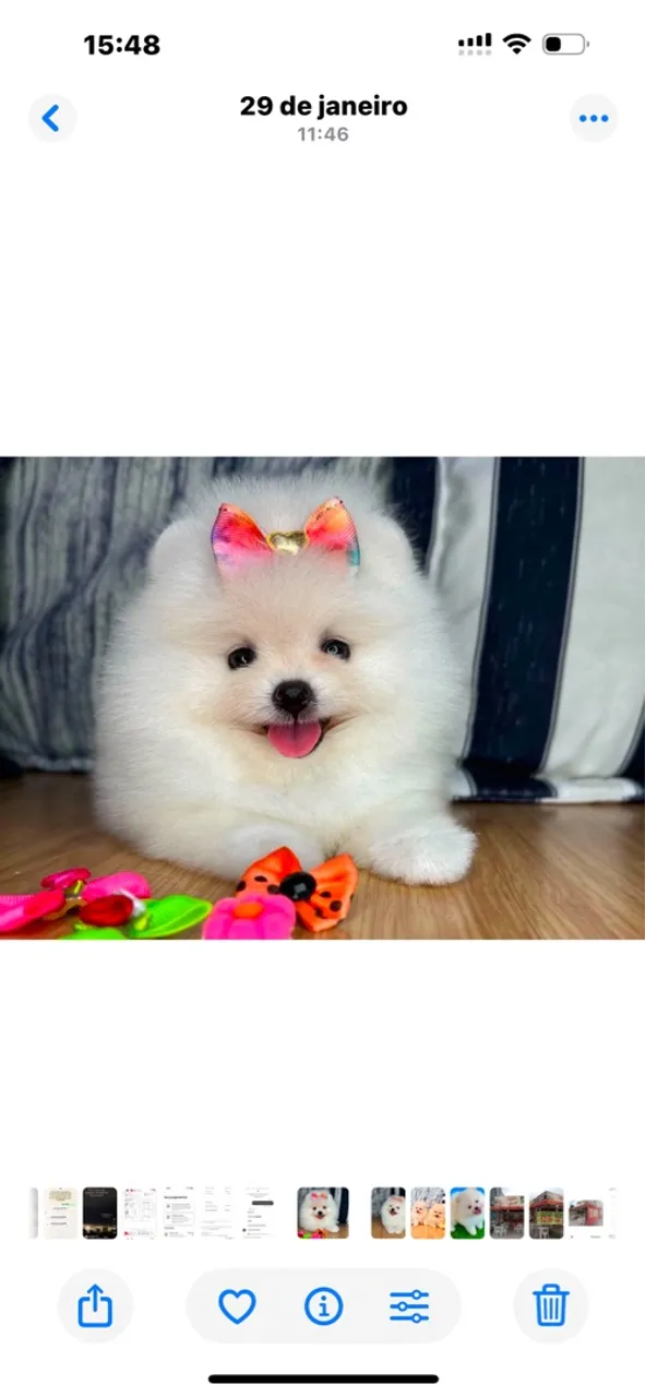 Filhotes de Spitz Alemão, puro e fofo!