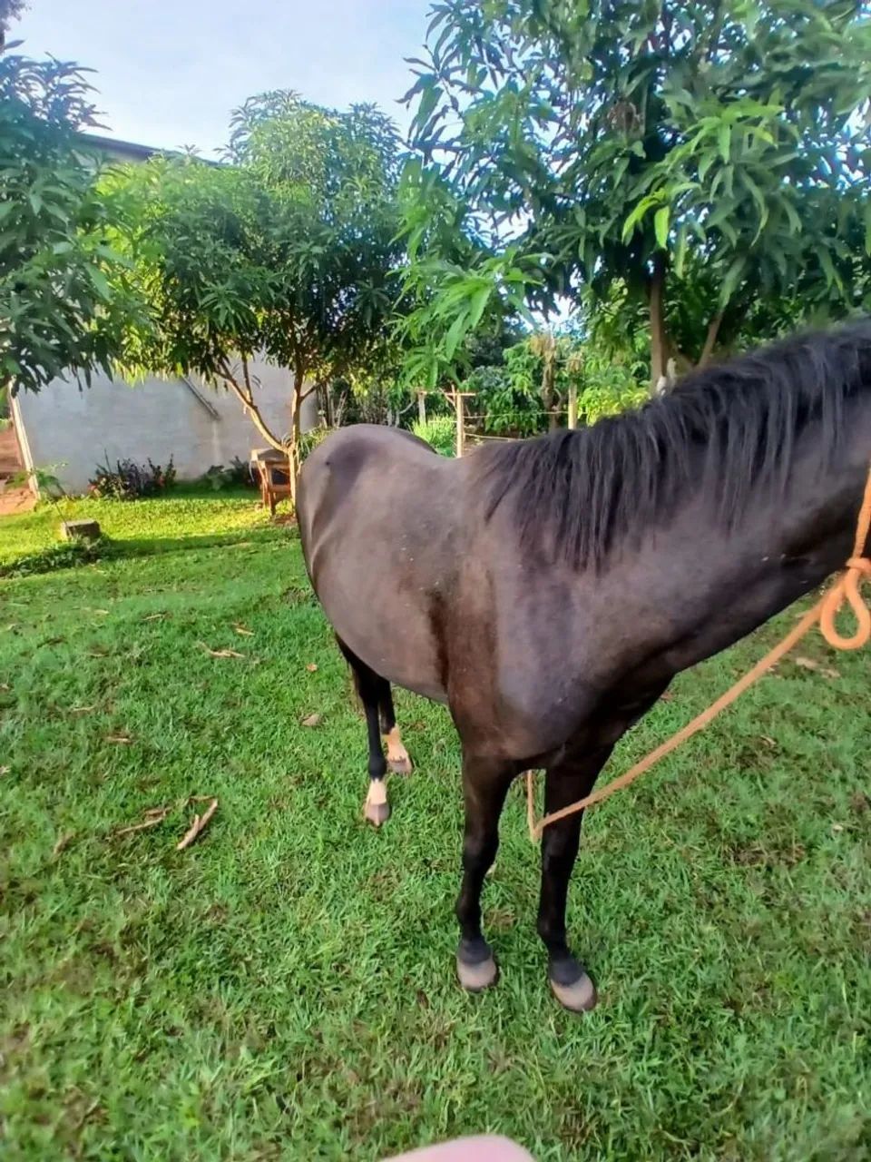 Cavalo Preto para Venda