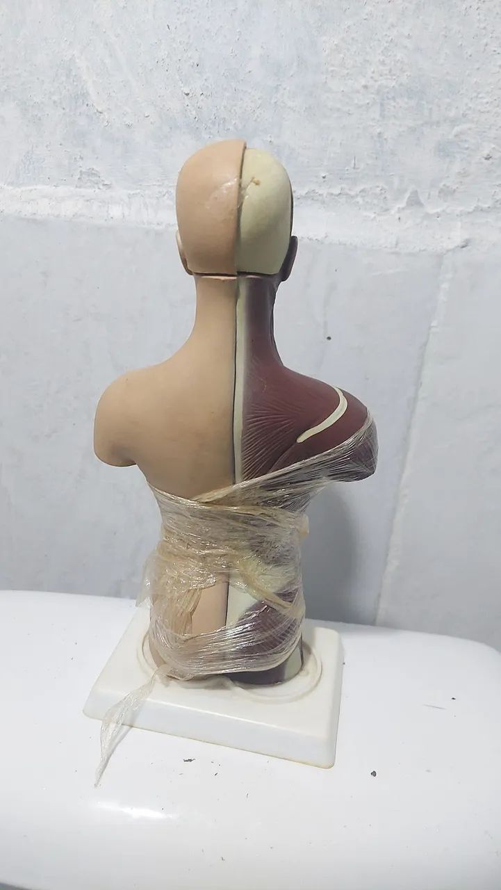 Modelo Anatômico do Tronco Humano com partes desmontáveis  - Foto 2
