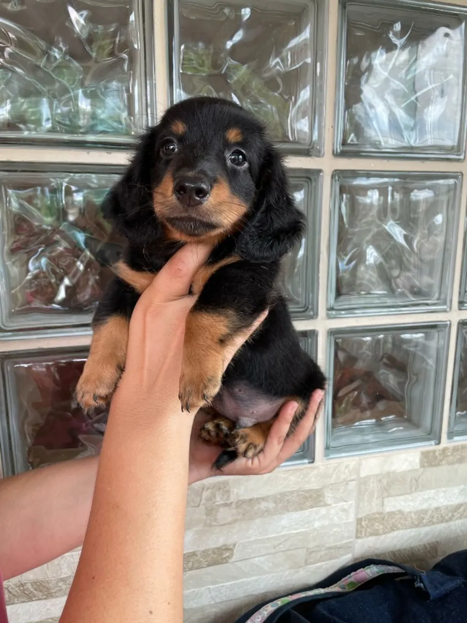 Vende-se Salsichinha dachshund pelo longo legitmo