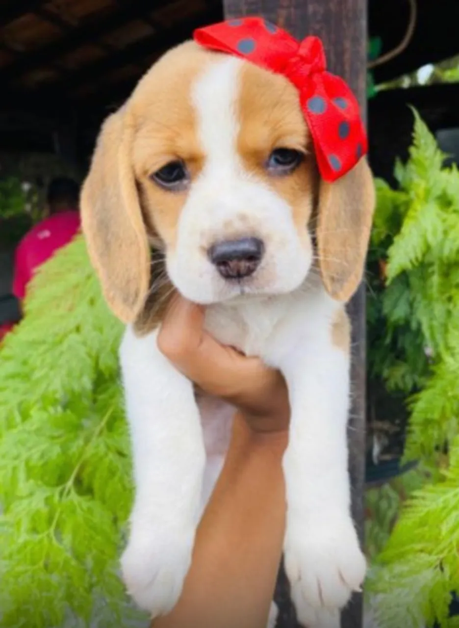 Beagle Alegria que contagia!