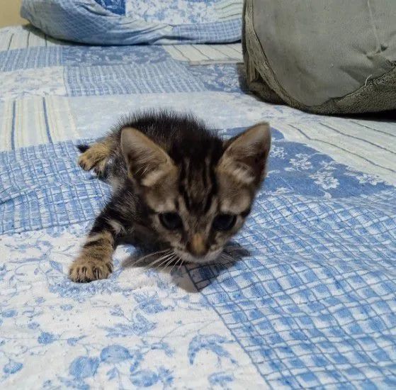 Gatinha procura uma mãe bichologica  - Foto 3