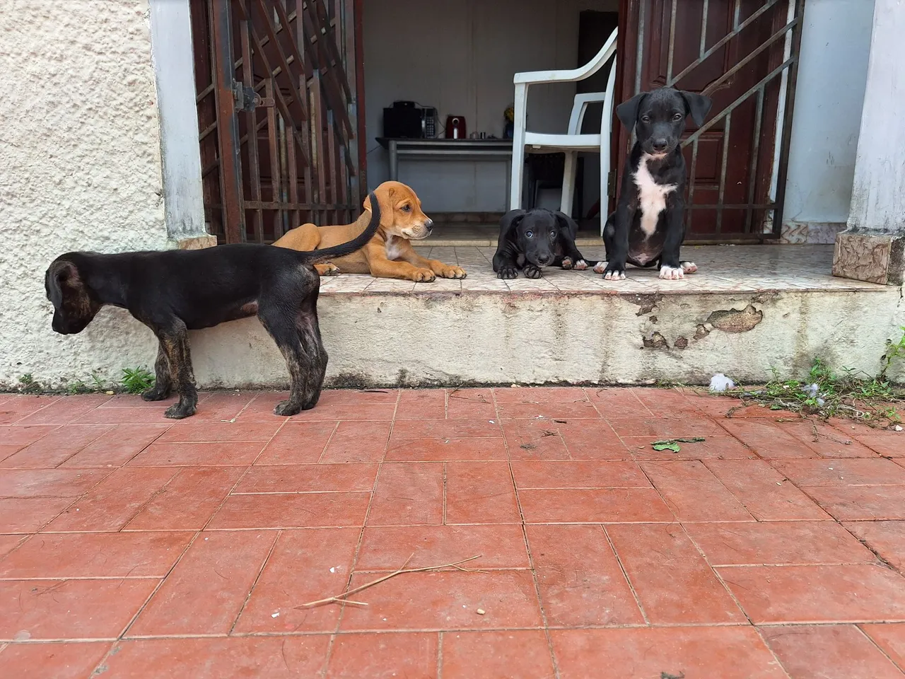 Filhotes de cães para adoção!