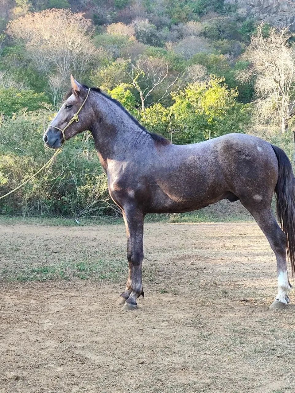 Potro Mangalarga Marchador 2,5 Anos - Foto 5