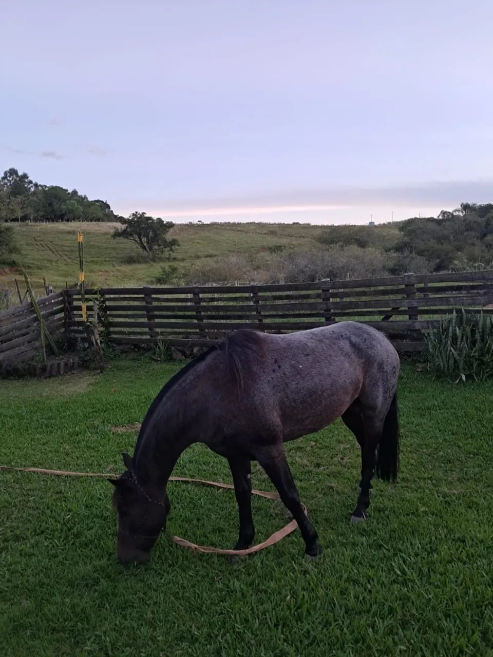 Castrado Chique, Top de laço! - Foto 2