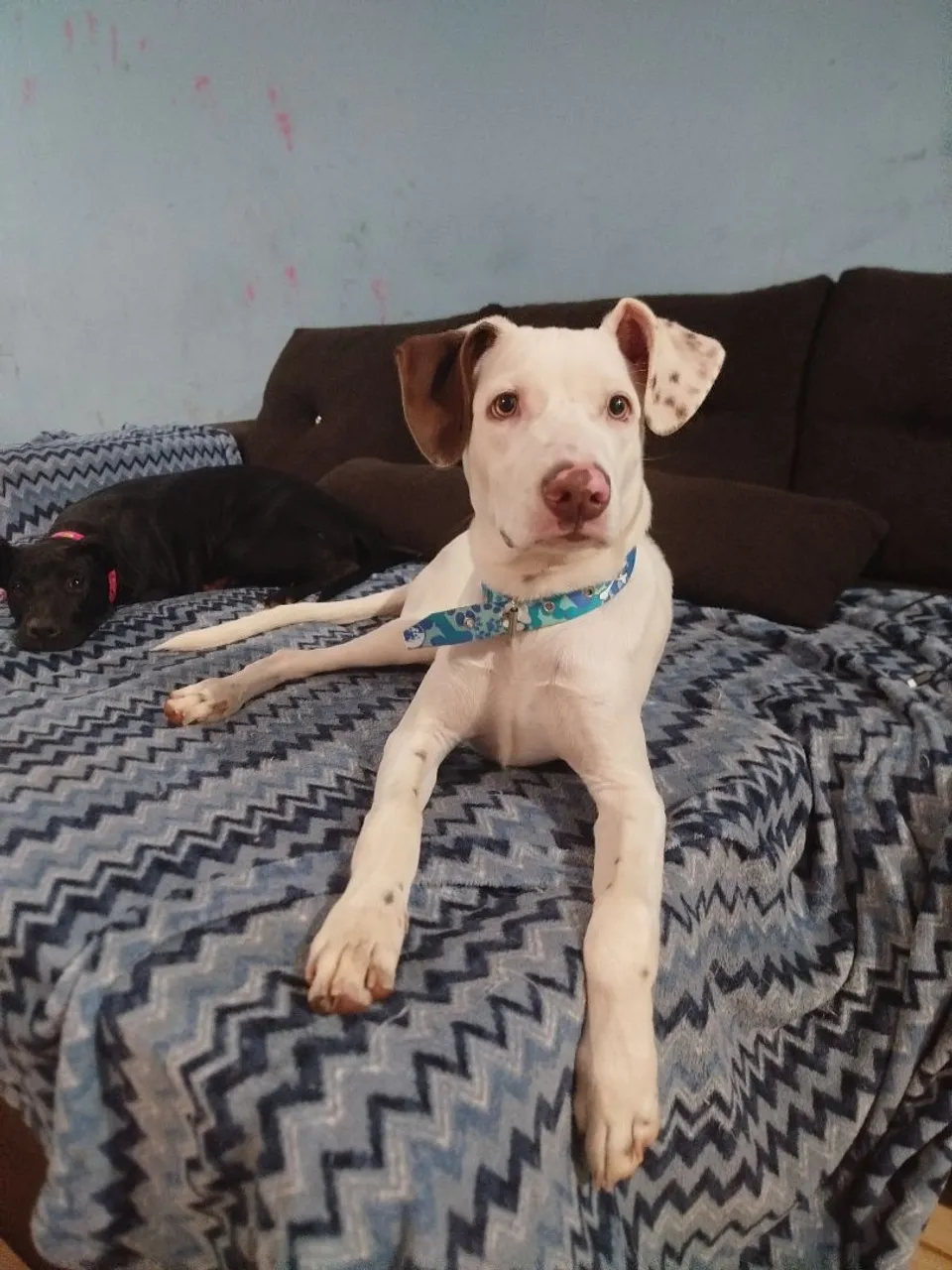 Lindos filhotes mistura de pitbull