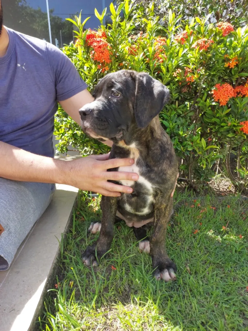 Filhote de Cane Corso