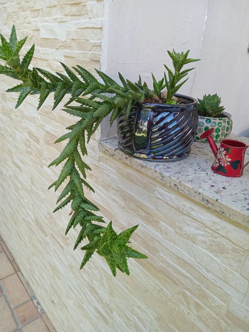 Cactos e suculentas  - Foto 3