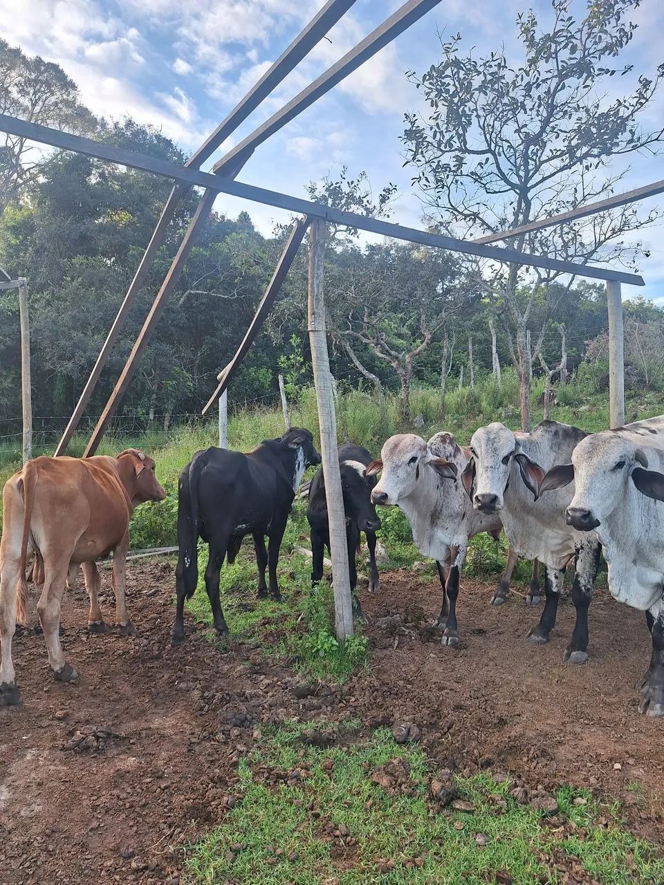 Vende-se um lote de gado  - Foto 4