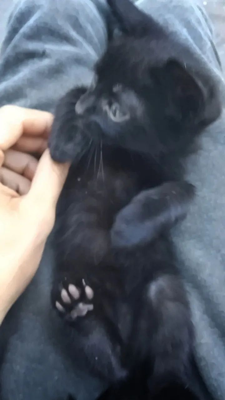 Gato filhote - preto - Ozzy (Para adoção responsável) [2 MESES] - Foto 3