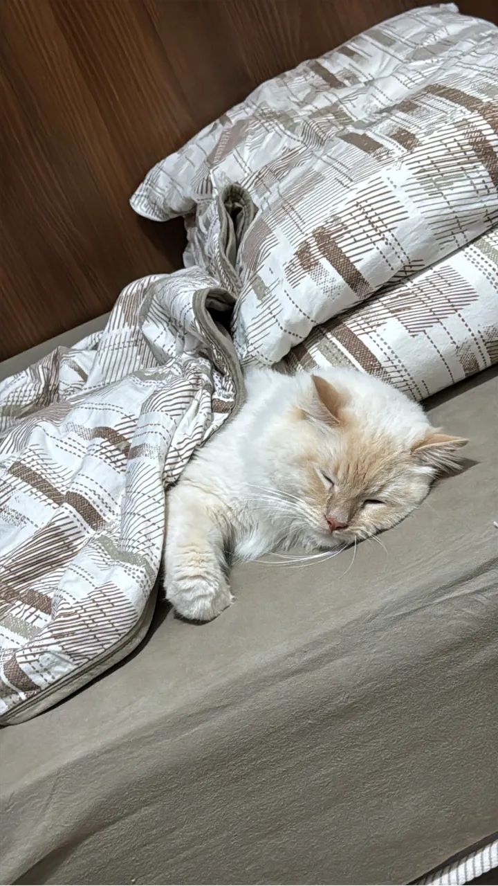 Gato Ragdoll Macho Castrado  - Foto 3