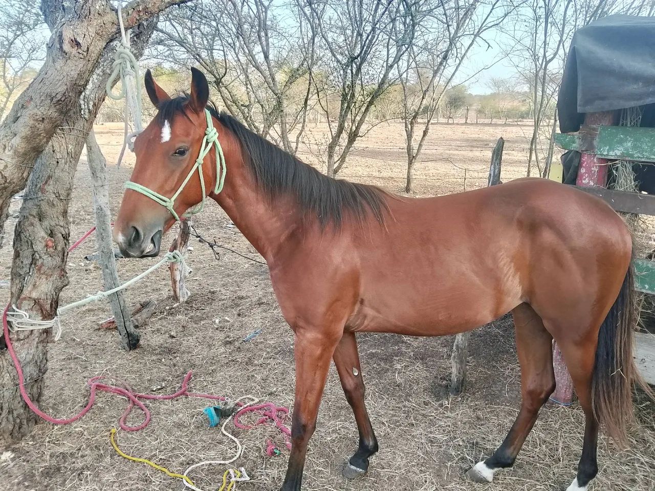 Potro Mestiço Quarto de milha  - Foto 3