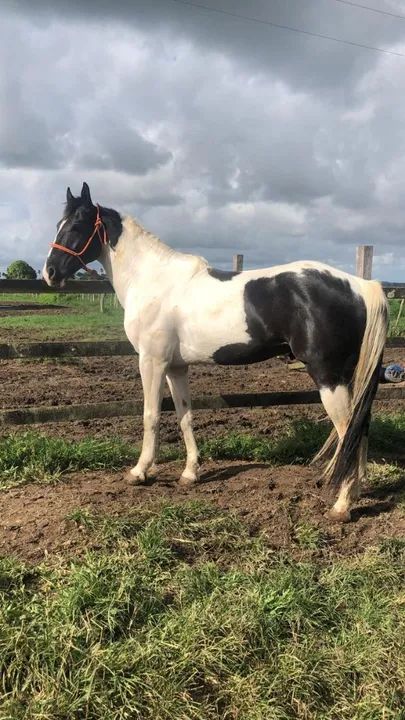 Garanhão Paint Horse Registrado - Foto 3