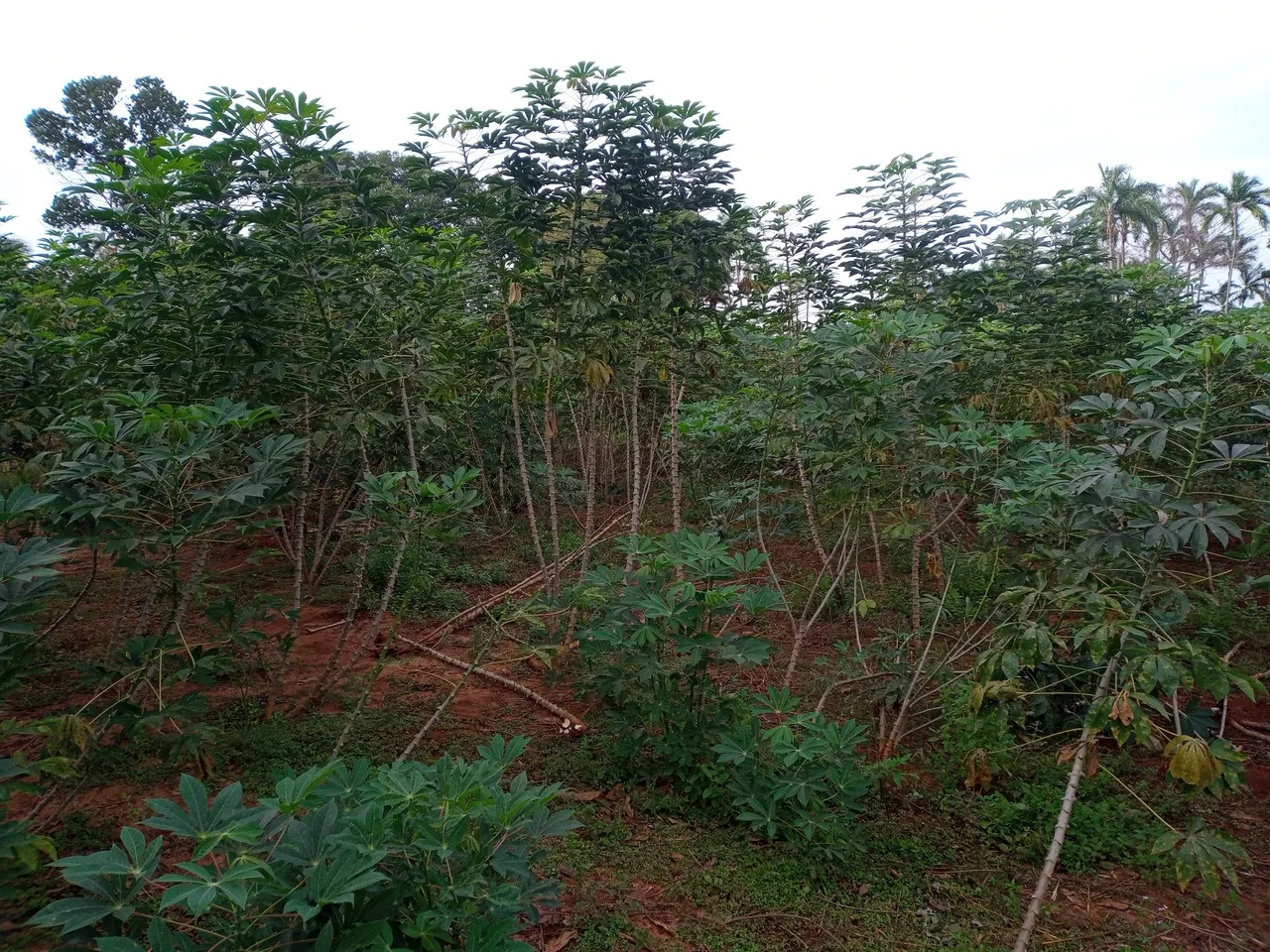 Mandioca amarela