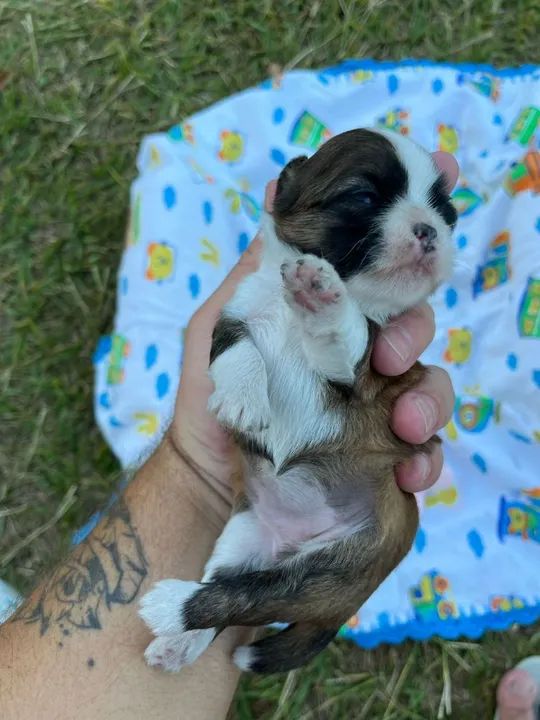 Shihtzu fêmea * - Foto 2