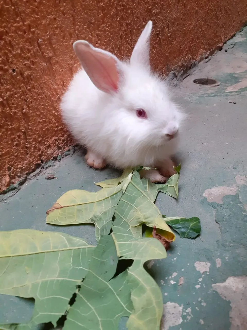 Coelhinho Branco de Olhos Vermelhos