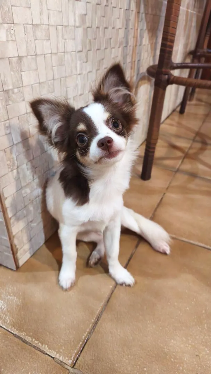 Chihuahua Filhote - Pelagem Longa e Linda!