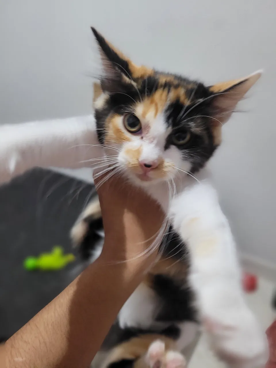 Doações gatinhas