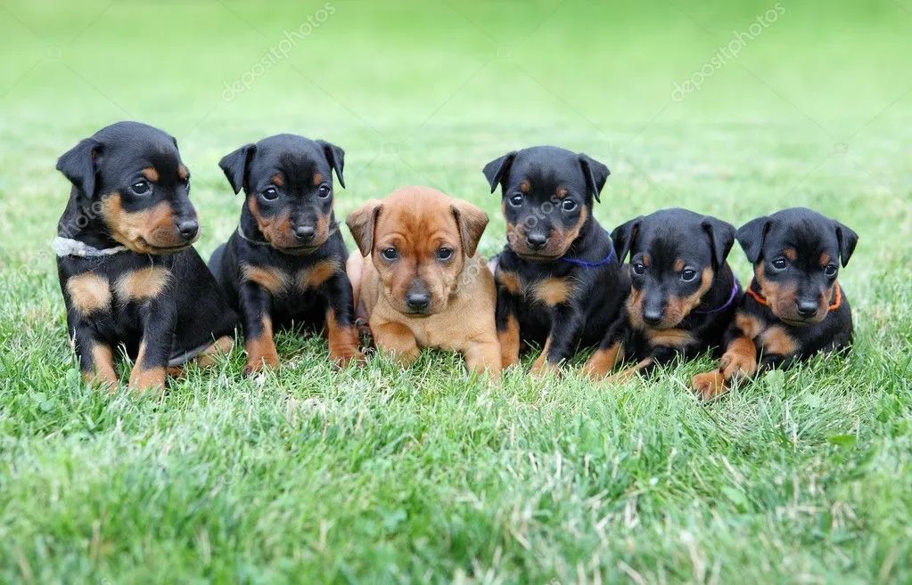 Lindos filhotes de Pinscher 