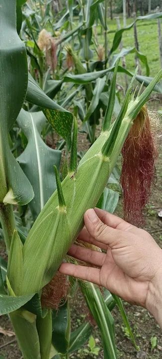 Milho verde para venda