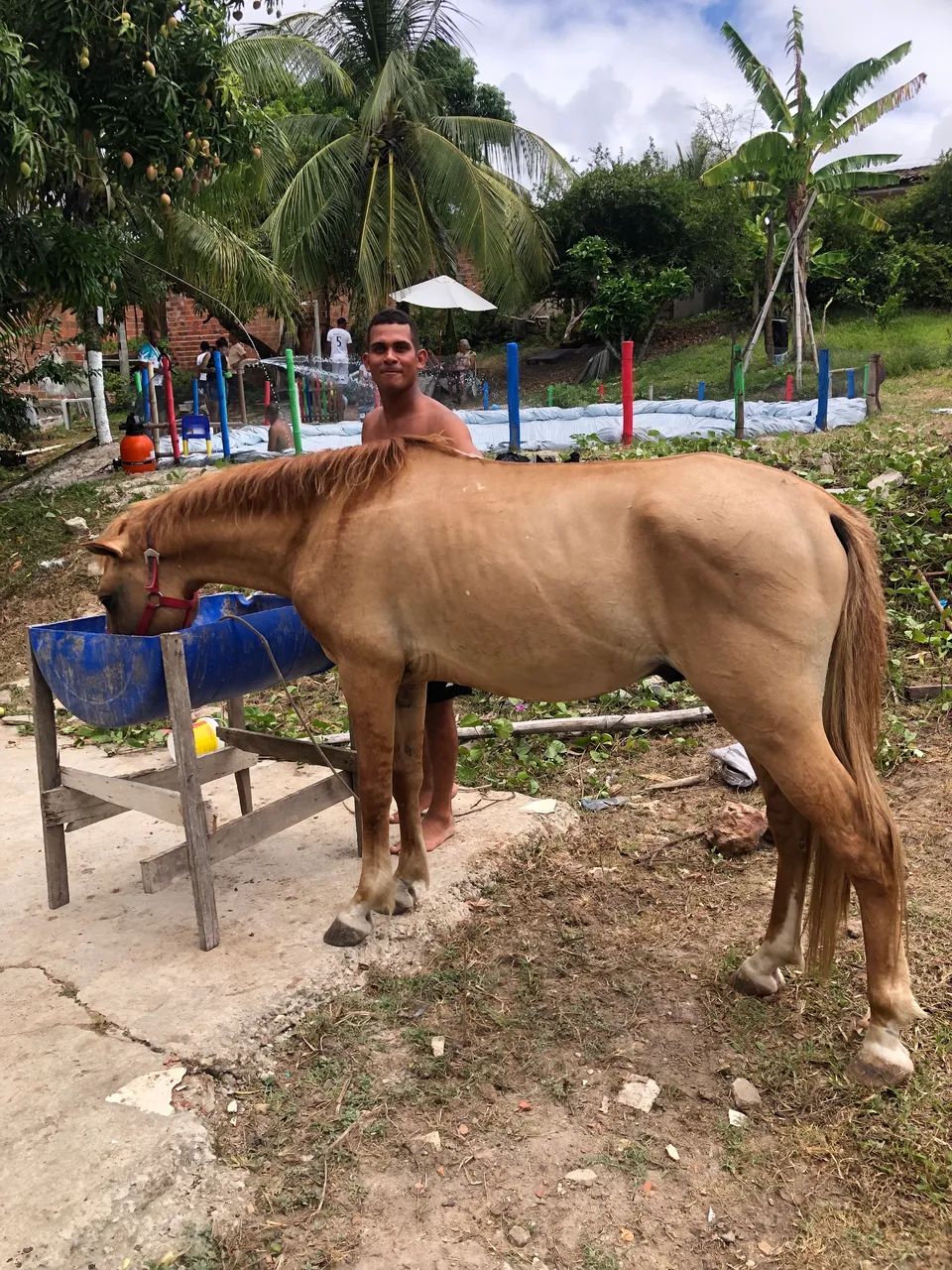Cavalo Mestiço  - Foto 2