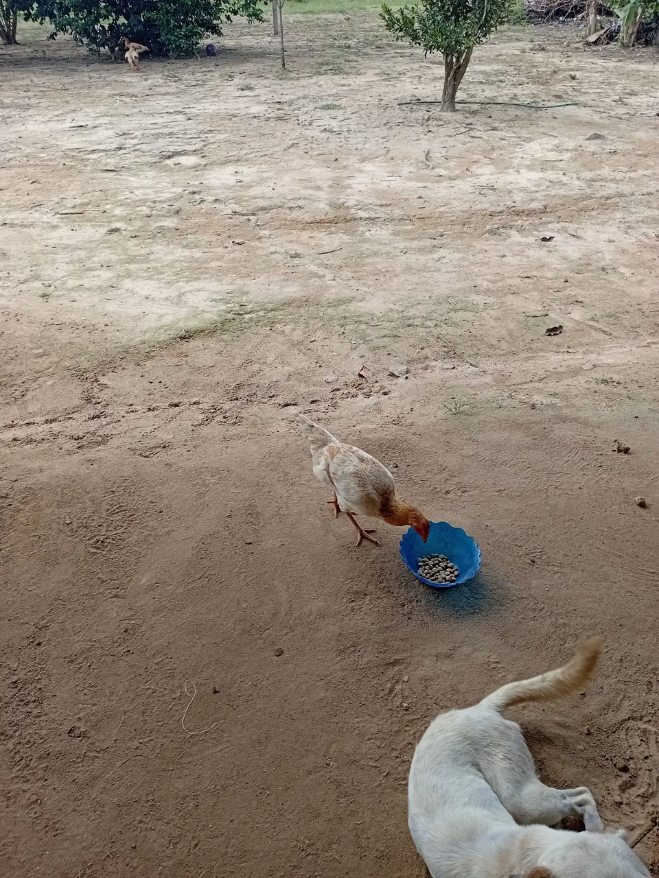 Filhotes de cachorro e galinhas para venda