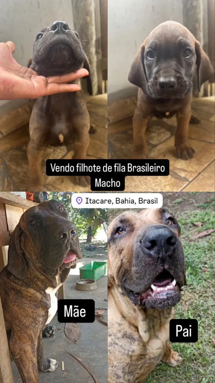 Filhotes de Fila Brasileiro