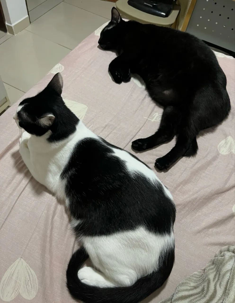 Adoção de Gatos - Foto 5