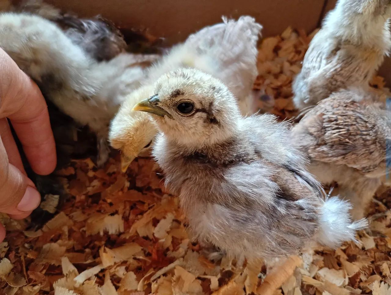 Pintinho de galinha sedosa (Silkie)  - Foto 2