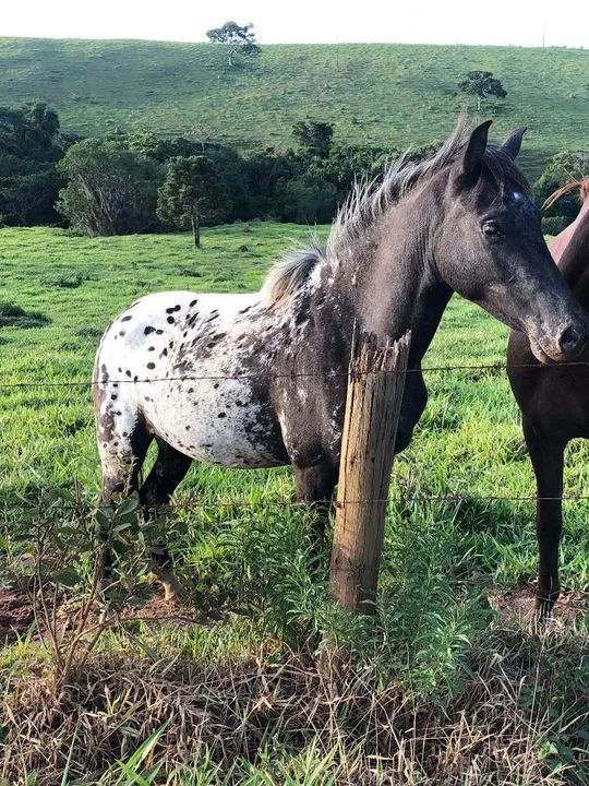 Potra appaloosa - Foto 4