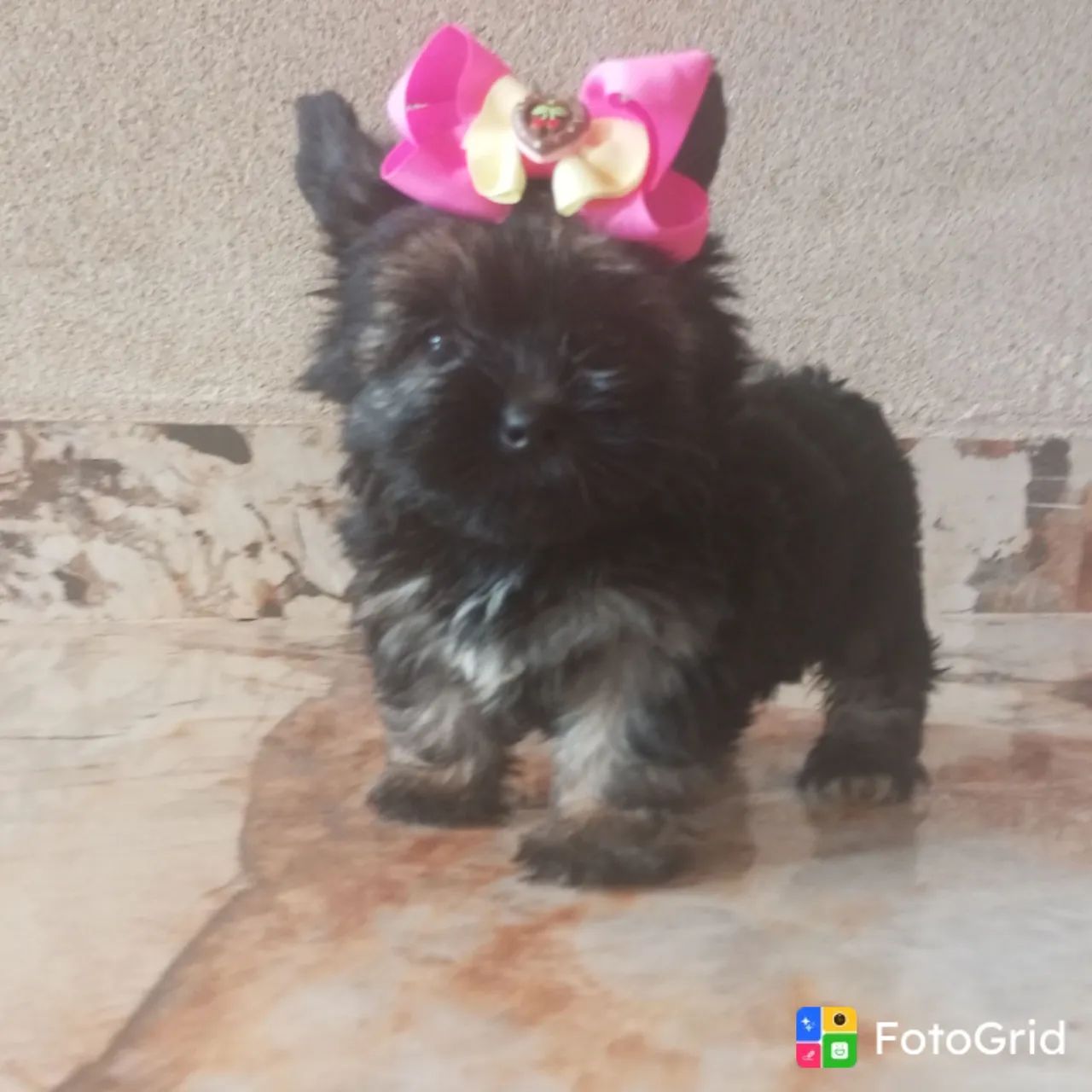 YORKSHIRE MICRO PROMOÇÃO PEDIGREE CBKC  - Foto 2