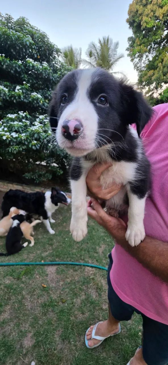 Border Collie - Foto 3