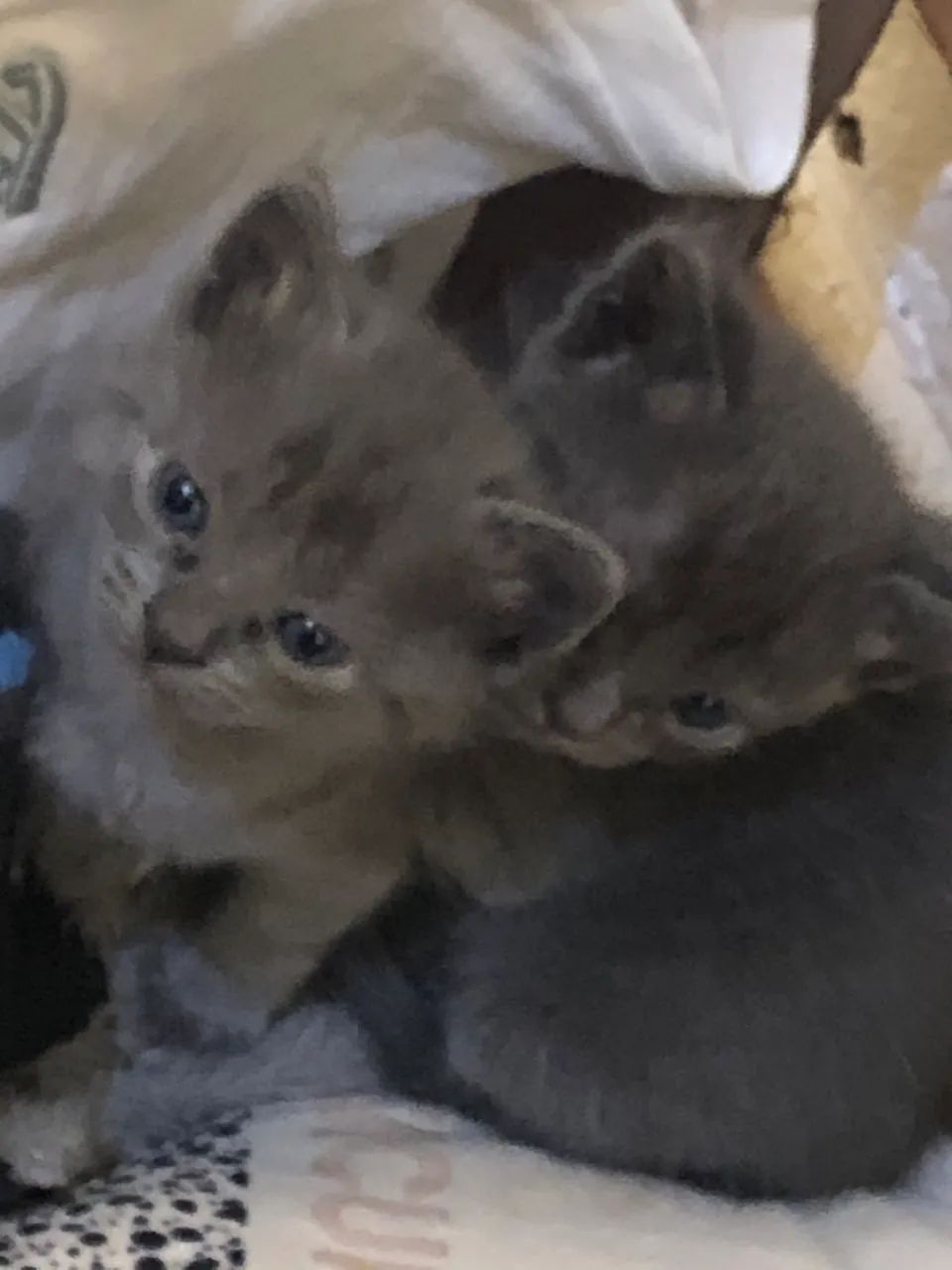 Gato de raça korat - Foto 4