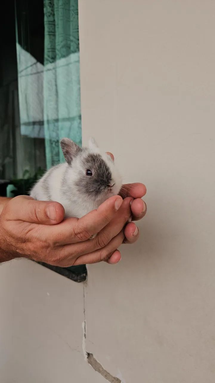 Coelho mini anao. - Foto 4