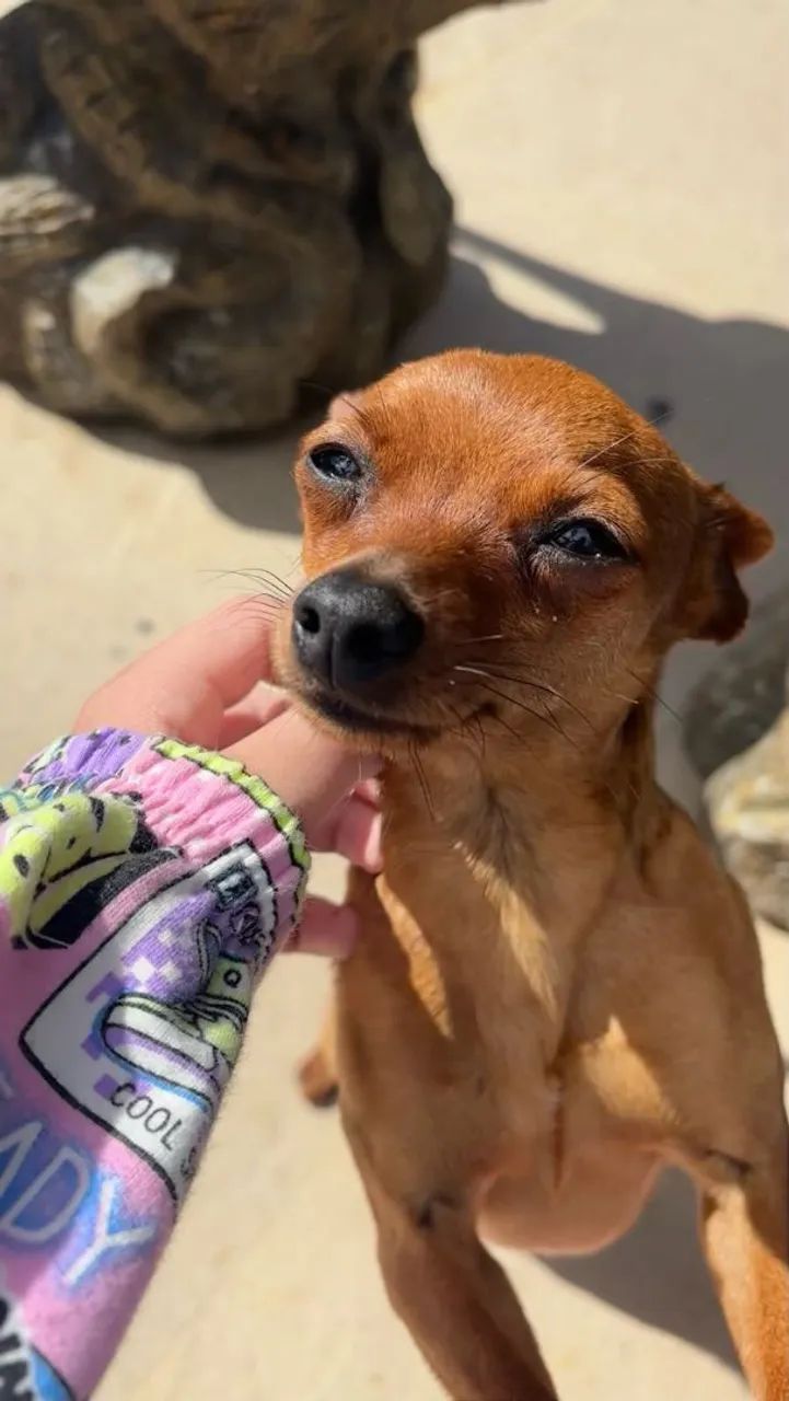 cachorro Pinscher  - Foto 2