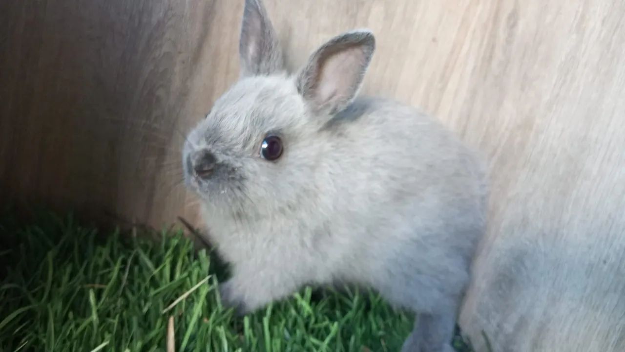 Mini Coelho ( Netherland Dwarf Pet Anão) - Foto 4