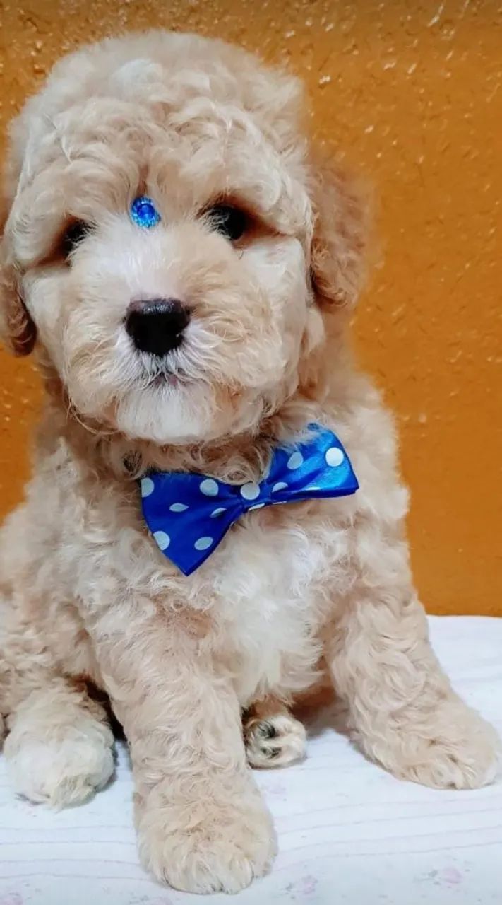 Poodle Toy macho  - Foto 2