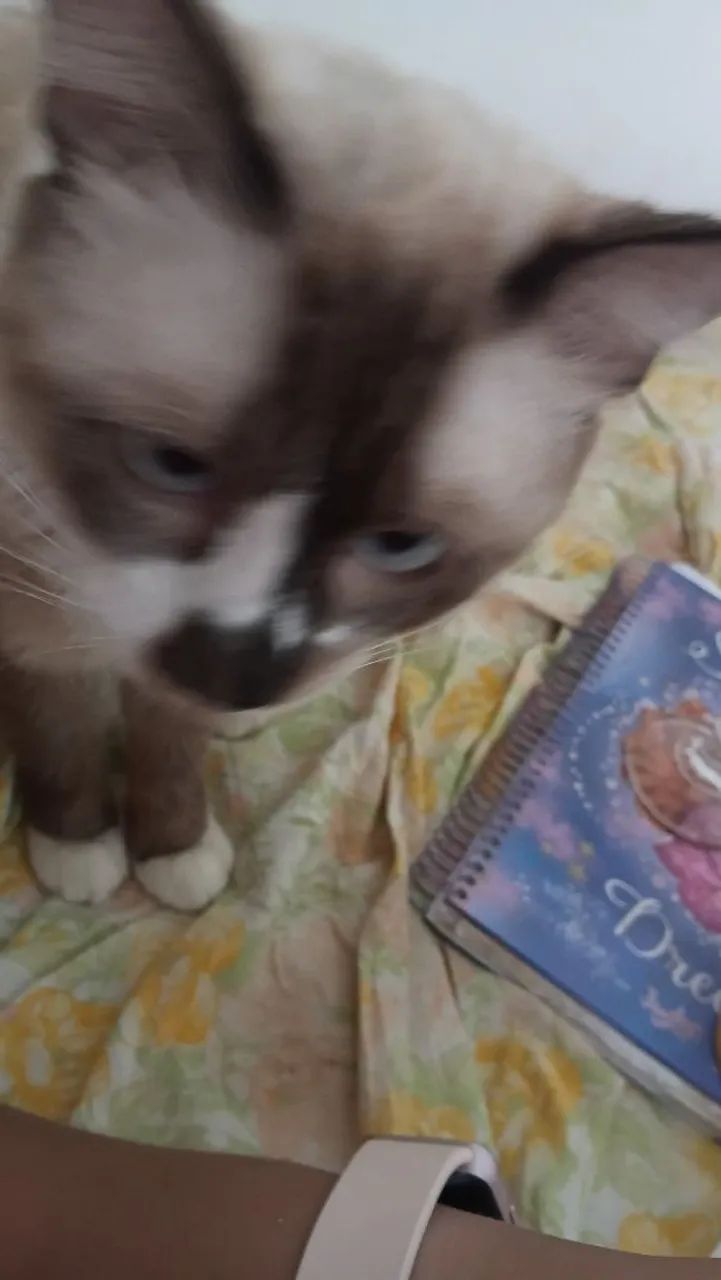 Gato 1 ano  - Foto 3