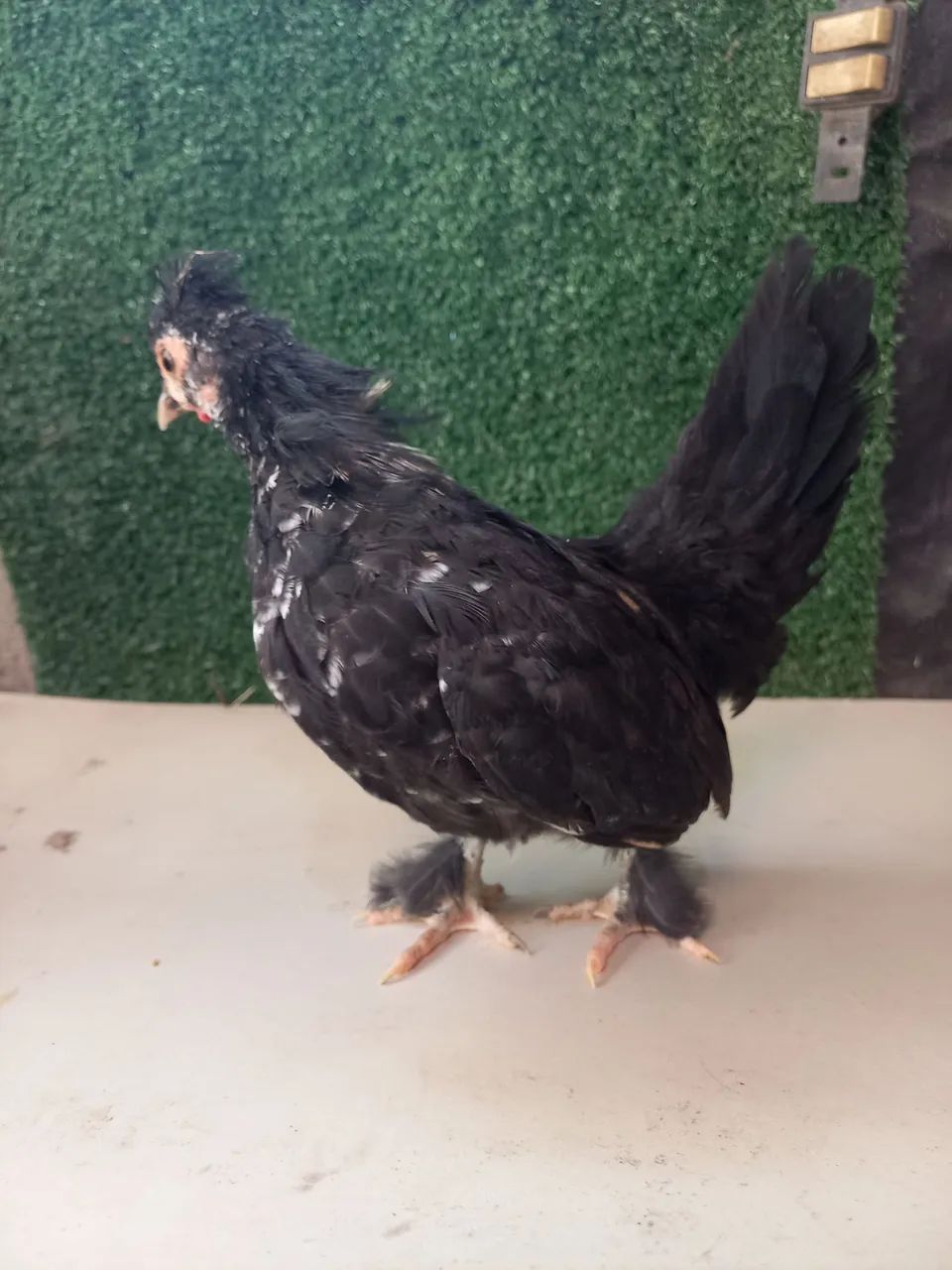 Mini Garnizé modelado  - Foto 4
